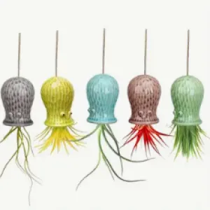 Coastal Octopus Air Plant Holders
